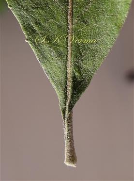  Leaf base
